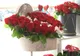 Florile, cadoul perfect de Valentine’ s day