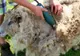 Crescătorii de ovine vor primi și în 2019 ajutor de minimis pentru comercializarea lânii