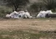 Pregătiri de Paște: Tradiții pascale lăpușene de la Rogoz