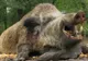 Autoritățile județene din nou în alertă, din cauza pestei porcine africane