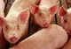 Porci confiscaţi de la un maramureşean