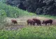 Se caută soluții pentru problema mistreților care distrug culturile agricultorilor maramureșeni