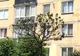 SIGHETU MARMAȚIEI: Copaci afectați din cauza  păduchilor de plante