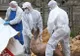 Pestă porcină africană confirmată la un porc mistreț găsit mort pe un fond de vânătoare din Valea Chioarului