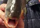 Pești Piranha găsiți într-un lac din Maramureș