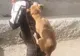 CRUZIME FĂRĂ MARGINI: Un cățel a fost târât după o mașină iar apoi aruncat într-un tomberon