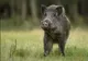 Noi măsuri pentru eradicarea pestei porcine africane la mistreți