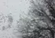 Ninge în zona înaltă a Munților Maramureșului
