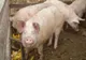 Pestă porcină africană, confirmată în localitatea Rozavlea