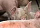 Suspiciune de Pestă Porcină Africană la porc domestic într-o exploatație din localitatea Săbișa, județul Maramureș