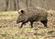 Pestă porcină confirmată la un porc mistreț găsit decedat pe un fond de vânătoare la Seini