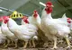 Măsurile adoptate de ANSVSA în cazul focarului de gripa aviară din Maramureș
