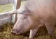 Situația focarelor de Pesta Porcină Africană la nivelul județului Maramureș