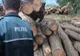 Poliţiştii maramureşeni au continuat acţiunile pentru combaterea delictelor silvice