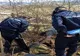 Mai multe vipere găsite în curtea unei cabane din apropierea localității Budești