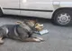 „Percheziţie olfactivă”: Mașină cu țigări de contrabandă descoperită de câinele polițișt Vis