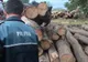 Cercetat pentru tăiere ilegală de arbori după ce a fost depistat de poliţişti transportând lemn