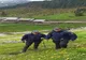 Sfaturile jandarmilor montani pentru a evita atacurile urşilor