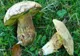2 adolescente din Maramureș, intoxicate cu ciuperci