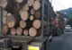 Exploatarea și comercializarea lemnului, sub lupa polițiștilor! 11 firme sunt vizate de controale