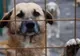 Amendă de 3000 de lei aplicată de Biroul pentru Protecția Animalelor Maramureș: 12 câini erau ţinuţi în condiţii improprii