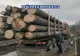 Maramureșean, prins transportând ilegal peste 15 mc de lemn, cu dosar penal