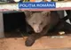 FOTO/VIDEO: Pui de urs, ținut în captivitate de un bărbat din Borșa! Ce au mai găsit polițistii la percheziții