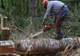 Bărbaţi din Maramureş prinşi în pădurea din Soconzel la furat de lemne