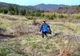 Acţiune de ecologizare derulată de jandarmii din Maramureş (FOTO)