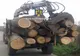 Firmă din Dragomirești anchetată pentru furt de arbori! Angajații au tăiat ilegal 45 mc de lemn dintr-o pădure a ocolului silvic din localitate