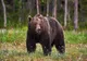 TÂNĂR DIN MARAMUREȘ, ATACAT DE O URSOAICĂ ÎN TIMP CE ÎȘI CĂUTA ANIMALUL RĂTĂCIT ÎN PĂDURE