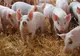 MARAMUREȘ: CINCI FOCARE DE PESTĂ PORCINĂ AFRICANĂ, CONFIRMATE ÎN MAI MULTE GOSPODĂRII DIN ZONE RURALE