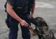 Încă un caz rezolvat de câinele polițist Teba