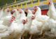 Gripa aviară confirmată într-o fermă de tip comercial din județul Maramureș