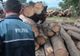 Cercetat pentru tăiere ilegală de arbori după ce a fost depistat de poliţişti transportând lemn