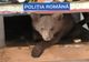 FOTO/VIDEO: Pui de urs, ținut în captivitate de un bărbat din Borșa! Ce au mai găsit polițistii la percheziții