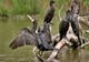 Petre Daea reia războiul împotriva CORMORANIILOR: Mi-au luat peștele înainte să-l pun în frigider