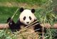 Petrecere de adio pentru Fu Bao, primul panda uriaş născut în Coreea de Sud