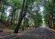 PĂDURILE CONTRIBUIE CU 520 DE MILIARDE DE EURO, ANUAL, LA ECONOMIA EUROPEI