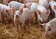 MARAMUREȘ: CINCI FOCARE DE PESTĂ PORCINĂ AFRICANĂ, CONFIRMATE ÎN MAI MULTE GOSPODĂRII DIN ZONE RURALE